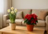 7 Feng Shui Flowers to Grow Indoors: Attract Wealth, Enhance Luck, and Promote Healthy, Intelligent Offspring