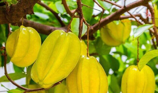 “The Bitter Fruit Secret: Unlocking Glowing Skin and a Slender Waist for Women”