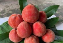 “The Enchanting Fruit with a Poetic Name: Sóc Trăng’s Signature Delicacy, Known for Its Unique Aroma in Both Fruit and Leaves”