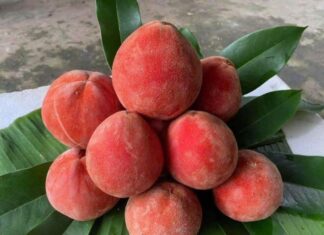 “The Enchanting Fruit with a Poetic Name: Sóc Trăng’s Signature Delicacy, Known for Its Unique Aroma in Both Fruit and Leaves”