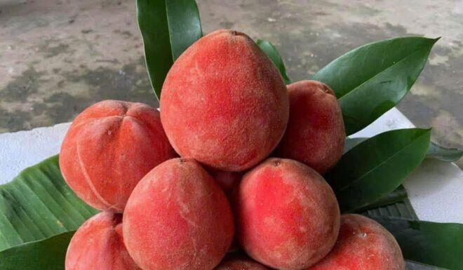 “The Enchanting Fruit with a Poetic Name: Sóc Trăng’s Signature Delicacy, Known for Its Unique Aroma in Both Fruit and Leaves”