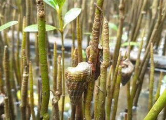 Rare Dong Nai Creature Feasts Exclusively on Leaves, Tastes Like Premium Seafood, Priced at 400,000 VND/kg