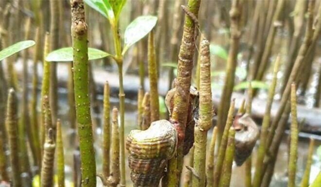 Rare Dong Nai Creature Feasts Exclusively on Leaves, Tastes Like Premium Seafood, Priced at 400,000 VND/kg