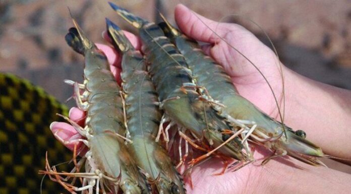 Boil Shrimp Like a Pro: The Secret Ingredients for Vibrant Red Color, Juicy Texture, and Sweet, Aromatic Flavor!
