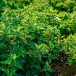 Unusual Vietnamese Trade: Wild Fence Plants Cultivated for 4 Months, Harvested Year-Round, and Transformed into a Renowned Specialty
