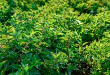 Unusual Vietnamese Trade: Wild Fence Plants Cultivated for 4 Months, Harvested Year-Round, and Transformed into a Renowned Specialty