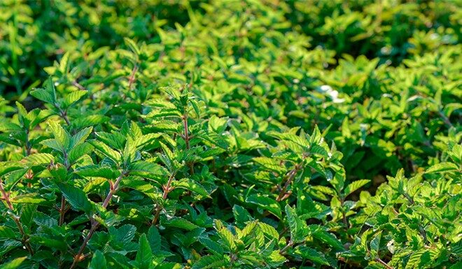 Unusual Vietnamese Trade: Wild Fence Plants Cultivated for 4 Months, Harvested Year-Round, and Transformed into a Renowned Specialty