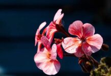 “Blessed Individuals: A Glimpse at Their ‘Ears’ Reveals All”