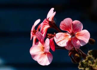 “Blessed Individuals: A Glimpse at Their ‘Ears’ Reveals All”