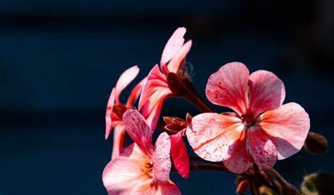 “Blessed Individuals: A Glimpse at Their ‘Ears’ Reveals All”