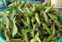 “Wild Berries Once Overlooked in Forests Now Transformed into Luxury Fruits, Urban Dwellers Scramble to Secure Them”