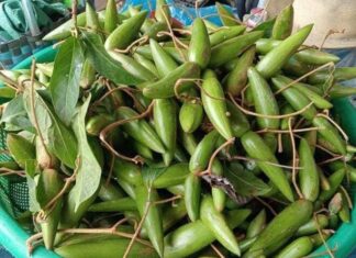 “Wild Berries Once Overlooked in Forests Now Transformed into Luxury Fruits, Urban Dwellers Scramble to Secure Them”