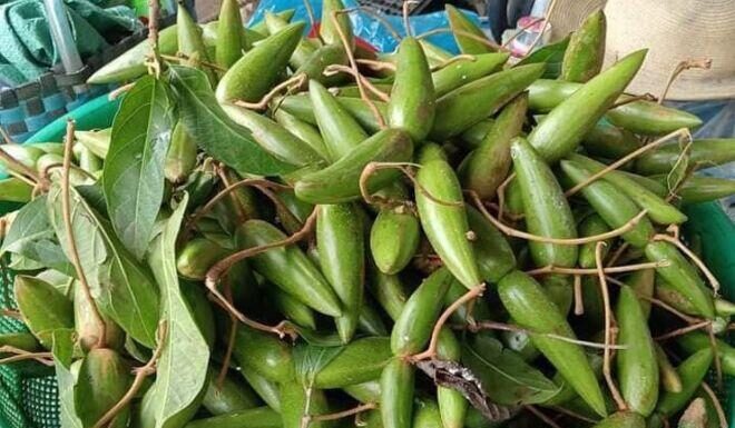 “Wild Berries Once Overlooked in Forests Now Transformed into Luxury Fruits, Urban Dwellers Scramble to Secure Them”