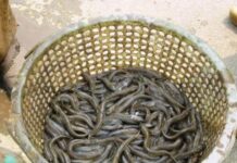 “Thanh Hóa’s ‘Malnourished’ Fish: A Rare, High-Priced Delicacy Selling Like Hotcakes”