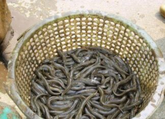 “Thanh Hóa’s ‘Malnourished’ Fish: A Rare, High-Priced Delicacy Selling Like Hotcakes”