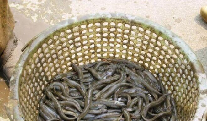 “Thanh Hóa’s ‘Malnourished’ Fish: A Rare, High-Priced Delicacy Selling Like Hotcakes”