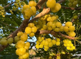“The Fruit Named After an Organ but Holds Childhood Memories: Regular Consumption for Shiny Hair and Glowing Skin, Making You Look Younger and Earn Compliments”