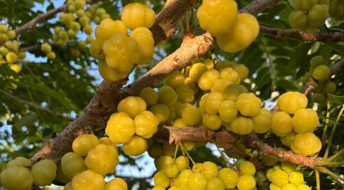 “The Fruit Named After an Organ but Holds Childhood Memories: Regular Consumption for Shiny Hair and Glowing Skin, Making You Look Younger and Earn Compliments”