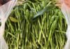 Asparagus-Like Delicacy Sends Hanoi Women on a Hunt: A Once-a-Year Treat Divides Opinions