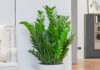 Which Feng Shui Element is the Money Tree Plant Best Suited For?
