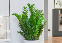 Which Feng Shui Element is the Money Tree Plant Best Suited For?