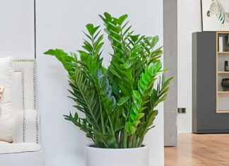 Which Feng Shui Element is the Money Tree Plant Best Suited For?