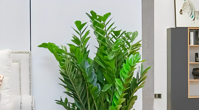 Which Feng Shui Element is the Money Tree Plant Best Suited For?