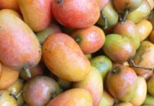 “Once-Neglected Ancient Fruit Now Crowned a Gourmet Delight: Sisters Rave Over Its Addictive Flavor at Just 75,000 VND/kg”