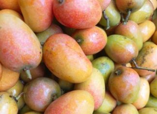 “Once-Neglected Ancient Fruit Now Crowned a Gourmet Delight: Sisters Rave Over Its Addictive Flavor at Just 75,000 VND/kg”