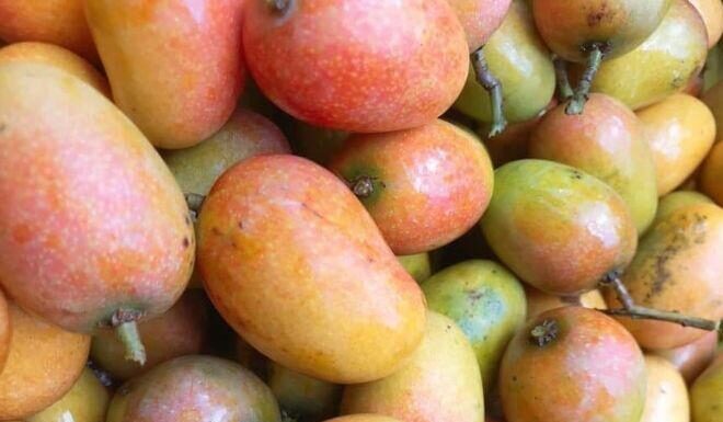 “Once-Neglected Ancient Fruit Now Crowned a Gourmet Delight: Sisters Rave Over Its Addictive Flavor at Just 75,000 VND/kg”