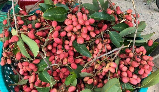 From Forgotten Forest Fruit to Drool-Worthy Delicacy: The Rise of a Once-Overlooked Berry