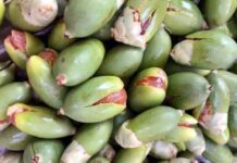 “Once a Decorative Fruit Left to Rot, Now a Gourmet Delicacy Selling for Up to $8.50/kg and Hard to Find”