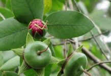 “The Humble Fruit with a ‘Poor’ Name: A Hidden Gem of the Mekong Delta, Perfect for Any Dish”