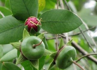 “The Humble Fruit with a ‘Poor’ Name: A Hidden Gem of the Mekong Delta, Perfect for Any Dish”