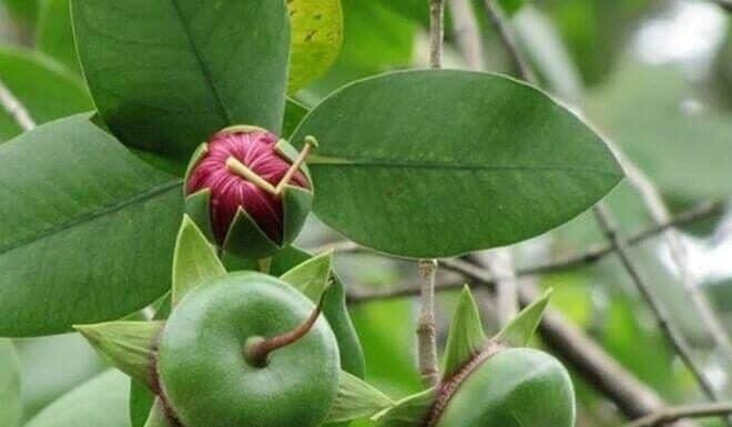 “The Humble Fruit with a ‘Poor’ Name: A Hidden Gem of the Mekong Delta, Perfect for Any Dish”