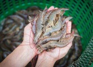 “Preserve Shrimp Perfectly: Skip the Fridge, Add This Step for Year-Long Freshness, No Shrinking or Dryness”
