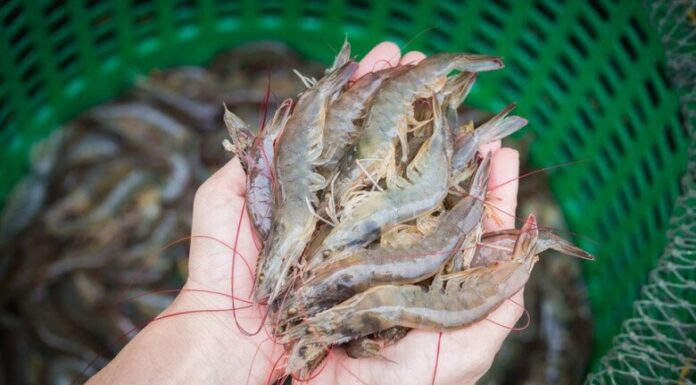 “Preserve Shrimp Perfectly: Skip the Fridge, Add This Step for Year-Long Freshness, No Shrinking or Dryness”