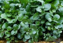 The World’s Best Vegetable: Vietnam’s 45-Day Harvest Sensation, Now a Gourmet Delight at $1.75/kg