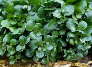 The World’s Best Vegetable: Vietnam’s 45-Day Harvest Sensation, Now a Gourmet Delight at $1.75/kg