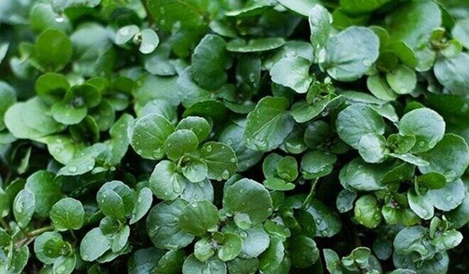 The World’s Best Vegetable: Vietnam’s 45-Day Harvest Sensation, Now a Gourmet Delight at $1.75/kg