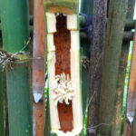 Heaven’s Bounty: The Once-Feared, Now Coveted Delicacy of Northwest Vietnam, Fetching Half a Million Dong per Kilogram