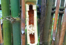 Heaven’s Bounty: The Once-Feared, Now Coveted Delicacy of Northwest Vietnam, Fetching Half a Million Dong per Kilogram