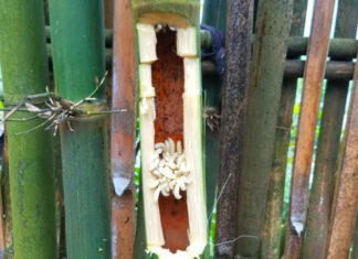 Heaven’s Bounty: The Once-Feared, Now Coveted Delicacy of Northwest Vietnam, Fetching Half a Million Dong per Kilogram