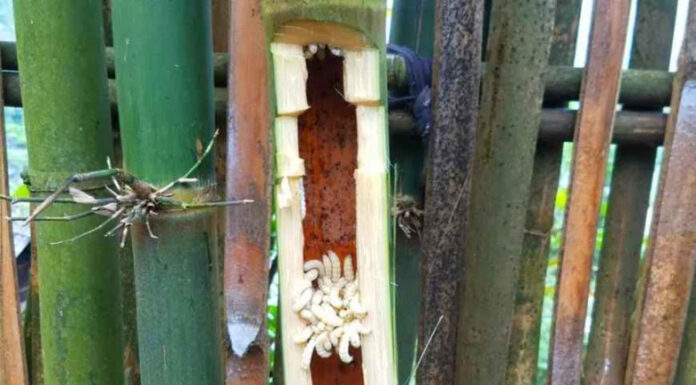 Heaven’s Bounty: The Once-Feared, Now Coveted Delicacy of Northwest Vietnam, Fetching Half a Million Dong per Kilogram