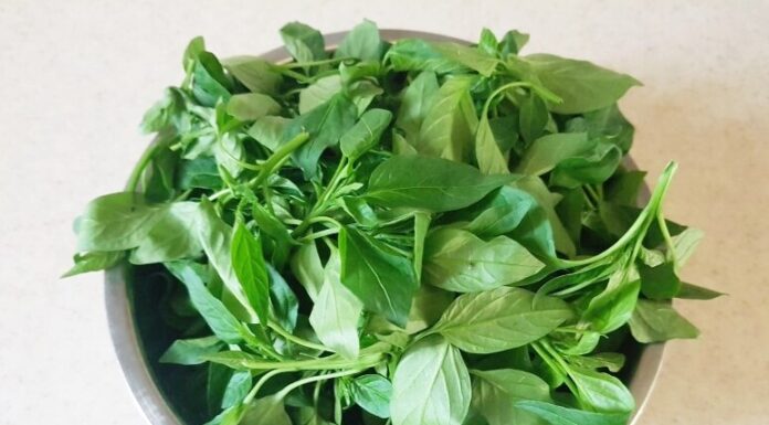 Leaf with Twice the Calcium of Milk: A Delicious Stir-Fry Ingredient to Boost Spleen Health and Reduce Inflammation, Yet Rarely Eaten