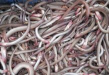 “Da Nang’s Skinny Fish: A Delectable Specialty, Sun-Dried and Grilled to Perfection”