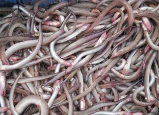 “Da Nang’s Skinny Fish: A Delectable Specialty, Sun-Dried and Grilled to Perfection”