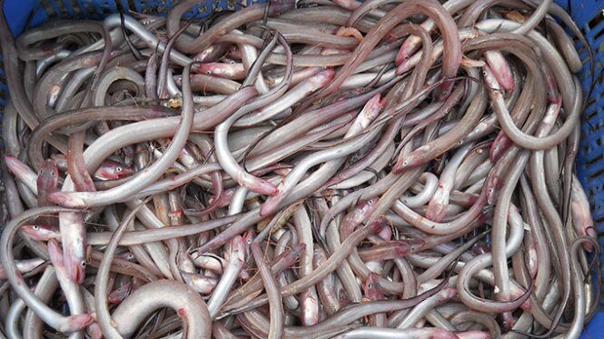 “Da Nang’s Skinny Fish: A Delectable Specialty, Sun-Dried and Grilled to Perfection”