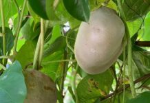 “Wild-Grown Root Transforms into a Gourmet Delicacy: Superior Laxative Properties Over Sweet Potatoes, Incredibly Easy to Cultivate, Roots Take Hold Instantly Upon Touching Soil”