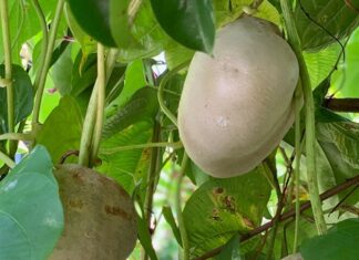 “Wild-Grown Root Transforms into a Gourmet Delicacy: Superior Laxative Properties Over Sweet Potatoes, Incredibly Easy to Cultivate, Roots Take Hold Instantly Upon Touching Soil”